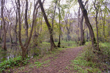 A quiet forest path with fallen autumn leaves. Peaceful walking path inside the woods with trees, next to a wetland