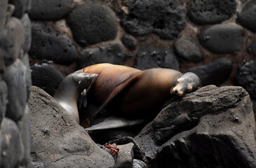 Galapagos Sea Lion