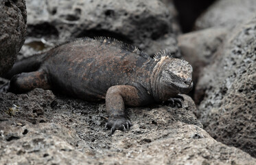 San Cristobal Marine Iguana