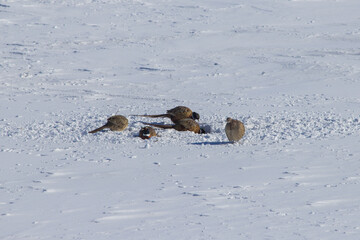 ring necked pheasants digging in snow looking for food
