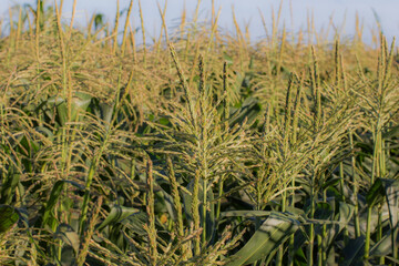 sweet corn tassels