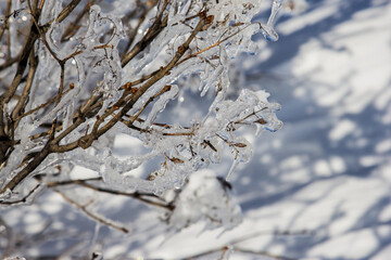 icy branch