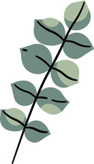 Eucalyptus Leaves Branch