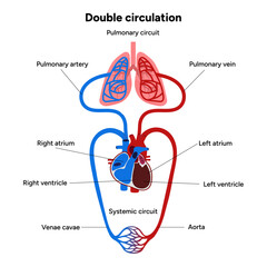 Vital Pathways of Double Circulation in Humans Oxygen Transport in the Body