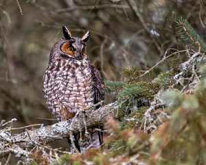 Long Eared Owl perched in tree