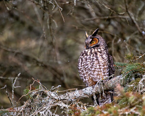 Long Eared Owl perched in tree