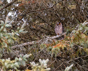 Long Eared Owl perched in tree