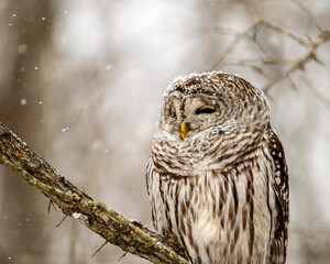 Barred owl