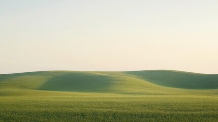 Fototapeta premium A tranquil scene of fresh green grass glowing under the soft, diffused light of a clear morning.