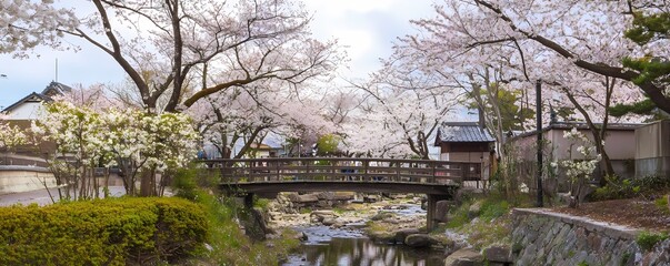 Naklejka premium Serene Springtime Park Wallpaper and Background with Cherry Blossoms in Full Bloom