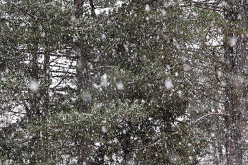 Heavy snow falling against a background of pine trees