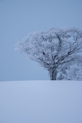 美しい霧氷の木