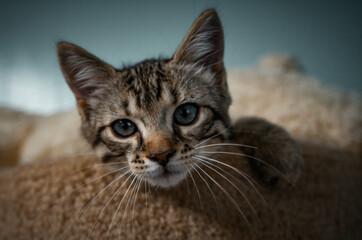 Portrait of cat. © Taylor