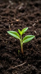 Fototapeta premium Seedling plant sprout soil spring nature gardening