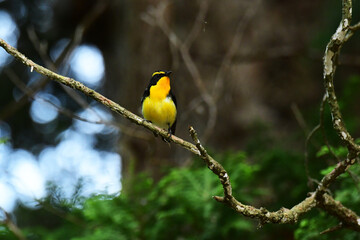 枯れ枝に止まる森のキビタキ