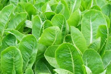 Fototapeta premium organic vegetable as food background