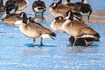 The scenic views of birds, ducks and geese at the lake of Ada Hayden Heritage Park, Ames, Iowa, USA