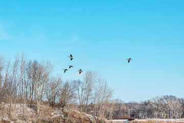 The scenic views of birds, ducks and geese at the lake of Ada Hayden Heritage Park, Ames, Iowa, USA