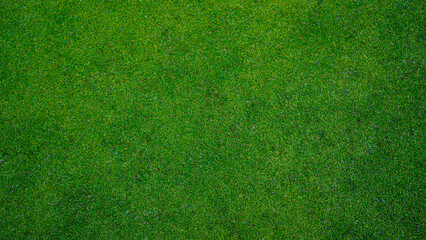Green grass background, top view background of garden bright grass concept