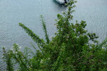 Terre de Bas, Les Saintes, Guadeloupe