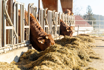 Brown cows eating hay in a modern cattle farm, enclosed in metal feeding stalls, with sunlight illuminating the rural setting. 