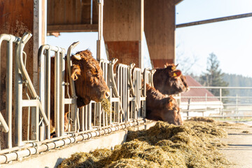 Brown cows eating hay in a modern cattle farm, enclosed in metal feeding stalls, with sunlight illuminating the rural setting. 