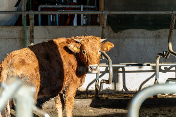 A brown cow with short horns and ear tags stands in a sunlit barn, casting shadows on the concrete walls and metal railings.  
