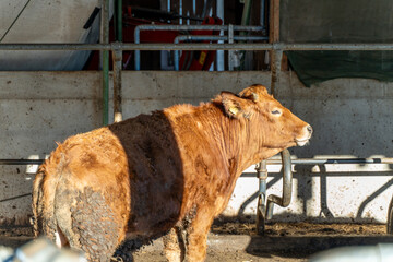 A brown cow stands in a sunlit barn, casting shadows on it.