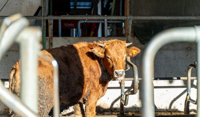 A close-up of a brown cow standing in a sunlit barn, showcasing rustic farm life and agricultural settings.