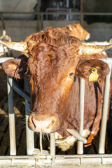 Close-up of a brown cow with horns and yellow ear tags standing behind a metal fence in a sunlit barn.