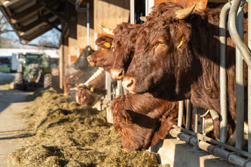 Row of brown cows feeding on hay inside a barn, illuminated by sunlight, with farm equipment visible in the background.