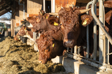 Row of brown cows feeding on hay inside a barn, illuminated by sunlight, with farm equipment visible in the background.