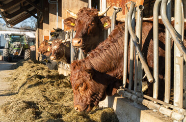 Row of brown cows feeding on hay inside a barn, illuminated by sunlight, with farm equipment visible in the background.