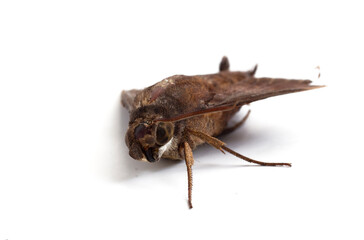 Moth isolated on the white background.