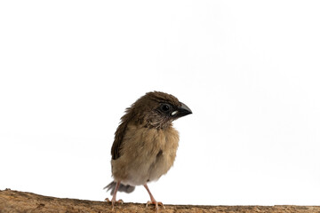 Close up of nice little Sparrow bird on white background