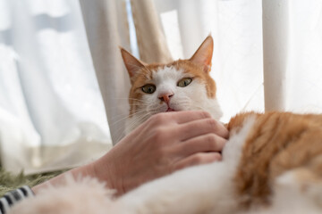 可愛いペットの猫を撫でる飼い主　茶トラ白