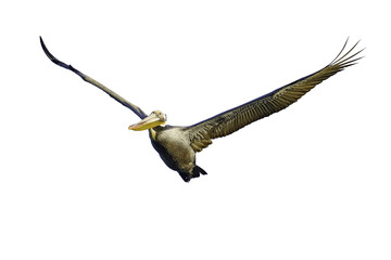 Pelican in flight with a transparent background
