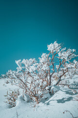 한국의 겨울 덕유산