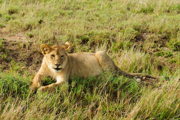 Closeup of a  Lion cub (scientific name: Panthera leo, or 