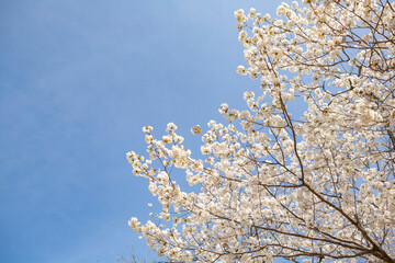 白い花弁の大島桜
