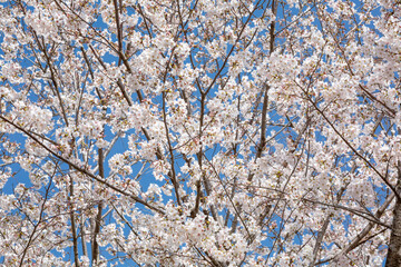 白い花弁の大島桜
