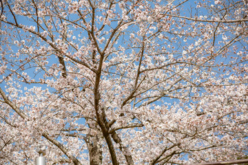 白い花弁の大島桜
