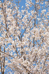 Obraz premium 白い花弁の大島桜 