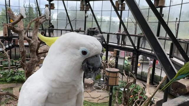 the close up look of blue-eyed cockatoo ( Cacatua ophthalmica ) which has a light blue rim of featherless skin around each eye, perching on the wooden railing bar in a large aviary park in Bandung