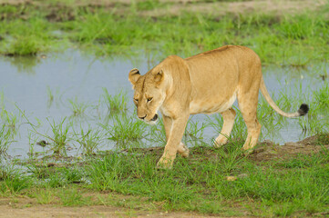  Closeup of aLioness near a pond (scientific name: Panthera leo, or 