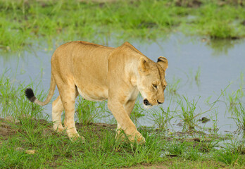 Closeup of a  Lioness (scientific name: Panthera leo, or 