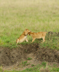 pair of  Lion cubs playing (scientific name: Panthera leo, or 