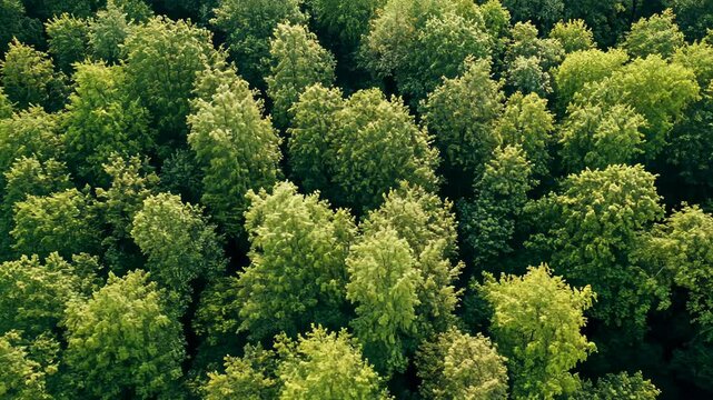 Lush green forest canopy with diverse trees viewed from above in a serene natural landscape
