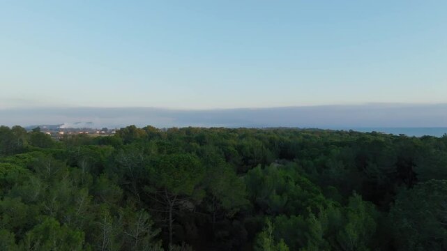 Aerial: Flying over Alsylio Spiantzas pine forest near Pyrgos in Elis province, Greece during sunset