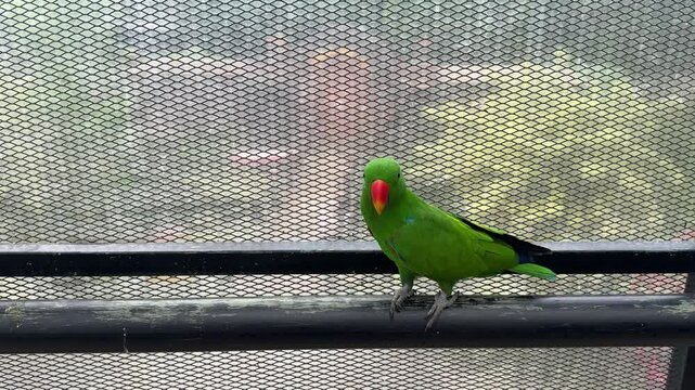 a cute Moluccan eclectus parrot bird from Maluku, Indonesia is relaxing and walking around the railing bar in an aviary park at Lembang Park and Zoo, Bandung. close up look of an exotic bird